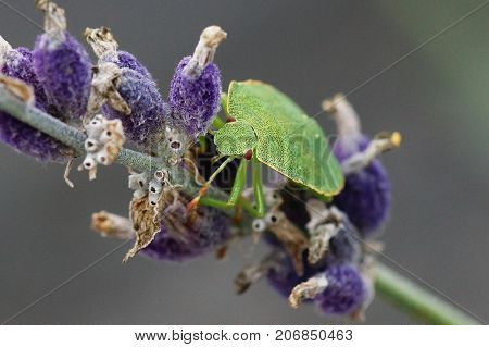 Green Stink Bug (Palomena prasina) on lavender
