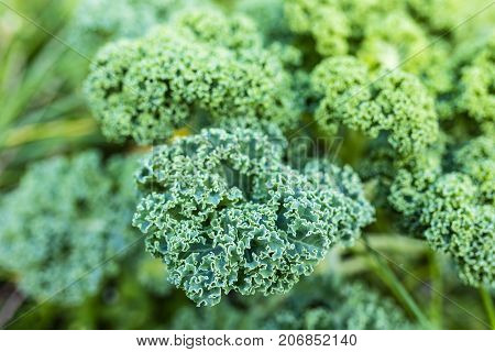 Fresh and green leaves of kale grown in the garden.