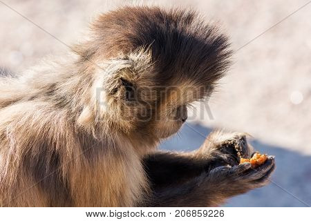 Hungry Capuchin monkey dines on a branch. Wild animal.