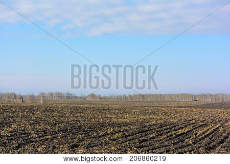 Corned harvest inhospitable field landscape. Natural autumn background
