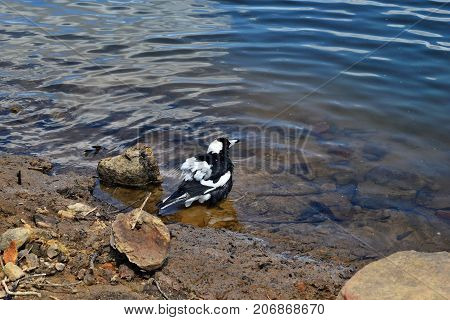 Australian Magpie By The Baroon Lake