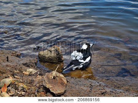 Australian Magpie By The Baroon Lake