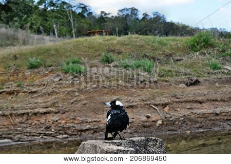 Australian Magpie By The Baroon Lake
