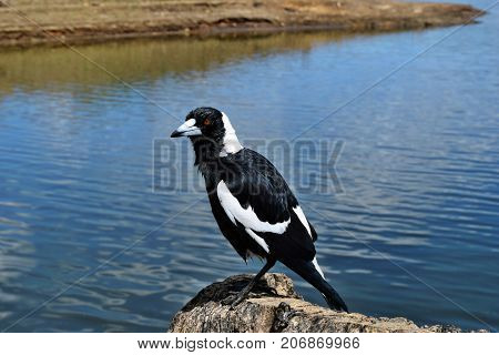 Australian Magpie By The Baroon Lake