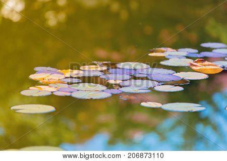 Lilies In A Water At Autumn Season