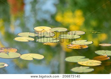 Lilies In A Water At Autumn Season