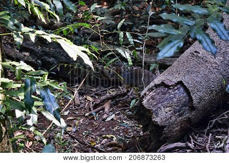 Small Wild Kangaroo Pademelon In The Park