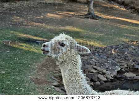 A Beautiful And Funny White Lama Smile