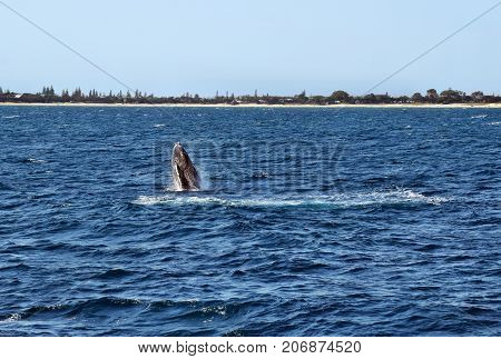 Humpback Whale (megaptera Novaeangliae)
