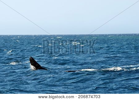 Humpback Whale (megaptera Novaeangliae)