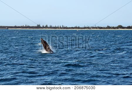 Humpback Whale (megaptera Novaeangliae)
