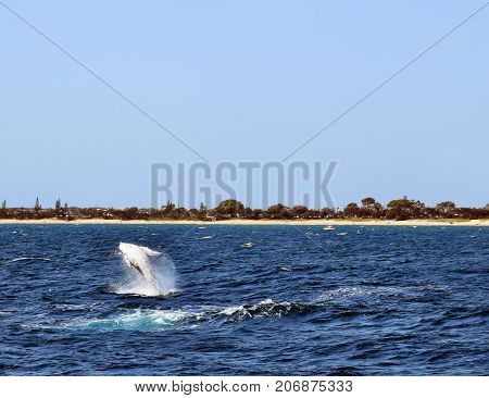 Humpback Whale (megaptera Novaeangliae)