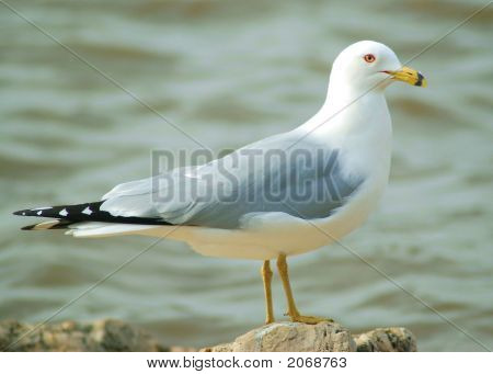 Ring-Billed måge