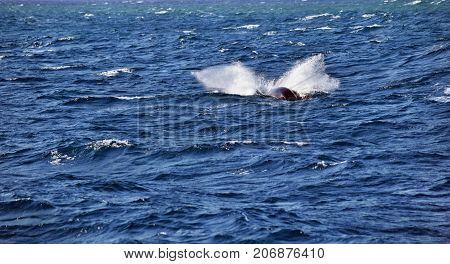 Humpback Whale (megaptera Novaeangliae)