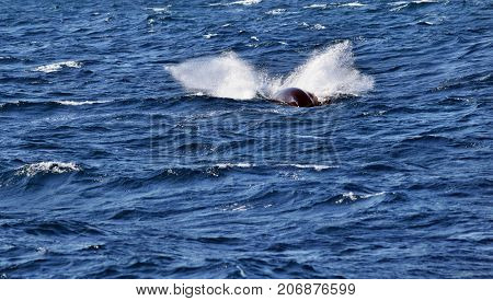 Humpback Whale (megaptera Novaeangliae)