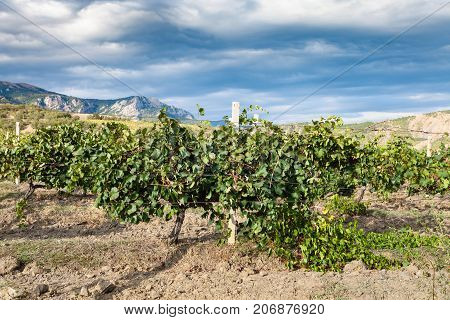 Vineyard Of Winery Farm Alushta In Mountain Valley