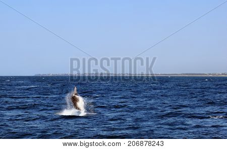 Humpback Whale (megaptera Novaeangliae)
