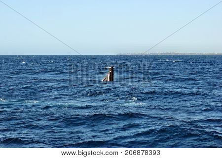 Humpback Whale (megaptera Novaeangliae)