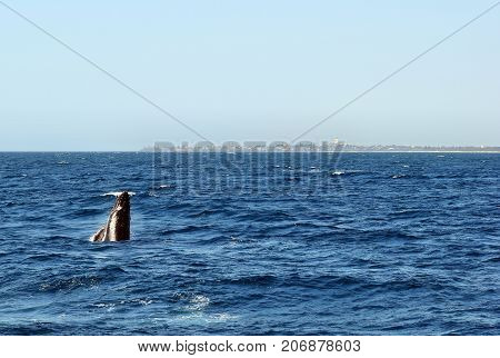Humpback Whale (megaptera Novaeangliae)