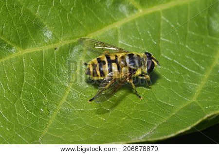 Hoverfly - Myathropa Florea