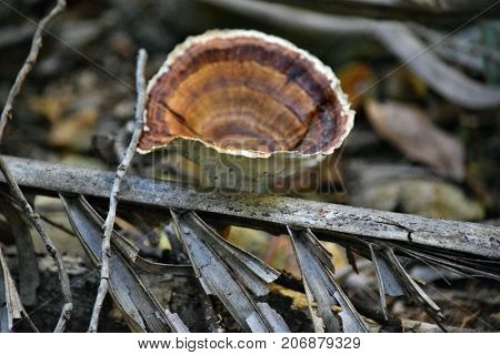 Ganoderma Mushroom Growing On Wood