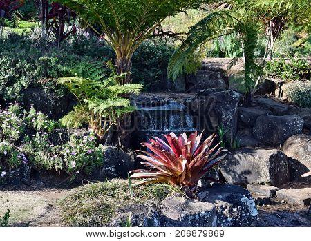 Aechmea Alcantarea Growing In The Garden