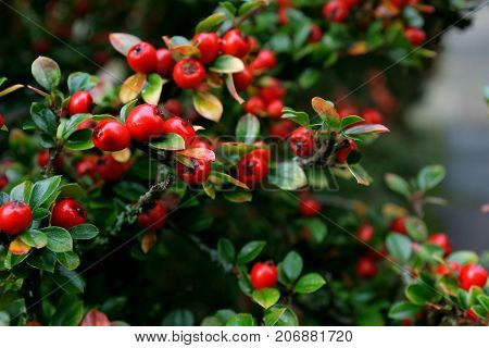 Red Cotoneaster Berries With Green Foliage
