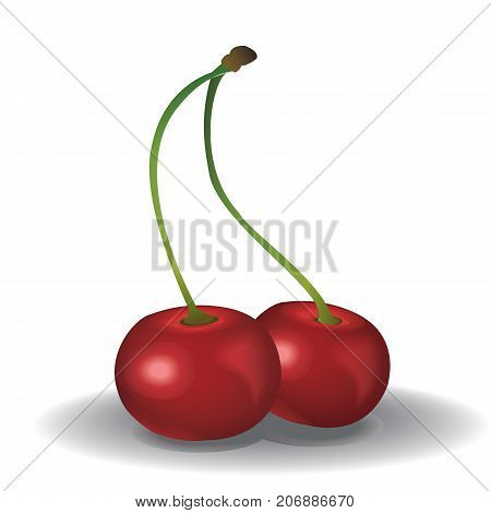 Vector red fresh cherry on white background.