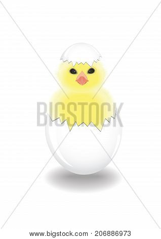 The newborn chicken hatched from an egg