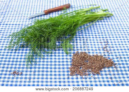 Bunch of fresh aromatic dill and caraway seed weed for cooking and pickling on a blue-white checkered tablecloth.