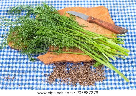 Bunch of fresh aromatic dill and caraway seed weed for cooking and pickling.