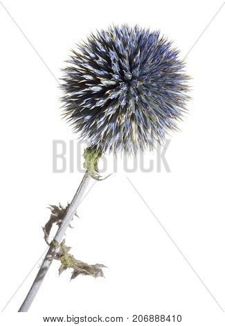dried blue thistle flower closeup in white back
