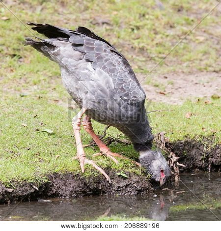 Close-up Of A Southern Screamer (chauna Torquata)
