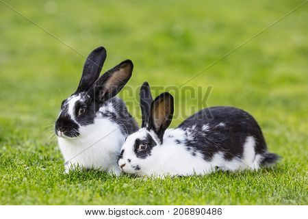 Rabbit. Cute Rabbit Bunny On The Lawn In The Garden