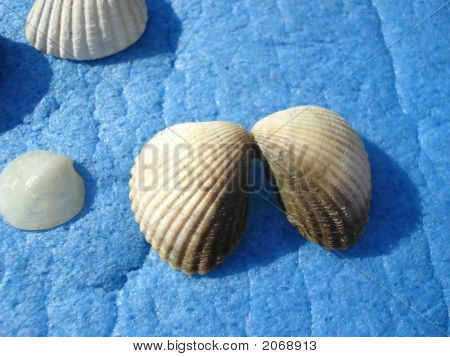 Shell