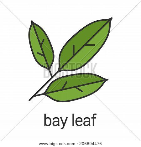 Bay leaf color icon. Isolated vector illustration