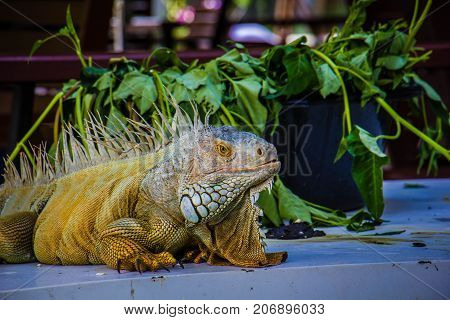 big Iguana Photo Close-up portrait Large Green