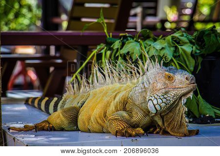big Iguana Photo Close-up portrait Large Green