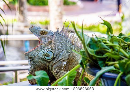 big Iguana Photo Close-up portrait Large Green