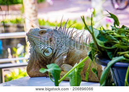 big Iguana Photo Close-up portrait Large Green