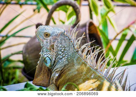 big Iguana Photo Close-up portrait Large Green