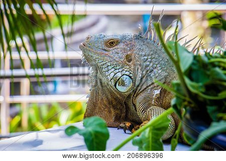 big Iguana Photo Close-up portrait Large Green