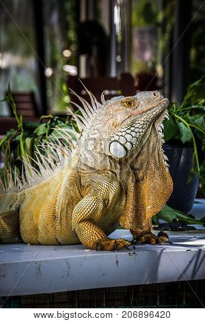 big Iguana Photo Close-up portrait Large Green