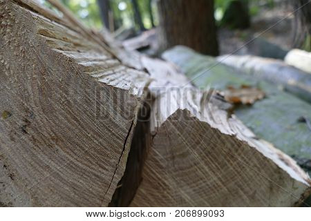 Pieces Of Wood Cut In The Forest