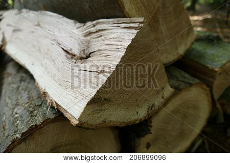 Pieces Of Wood Cut In The Forest