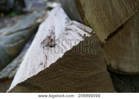 Pieces Of Wood Cut In The Forest