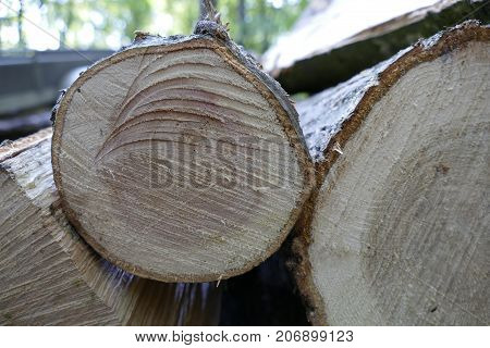 Pieces Of Wood Cut In The Forest