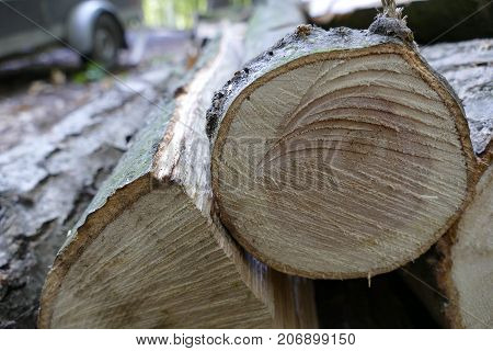 Pieces Of Wood Cut In The Forest