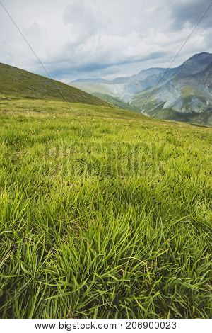 Green Fresh Grass. Pass Kara-turek, Mountain Altai,
