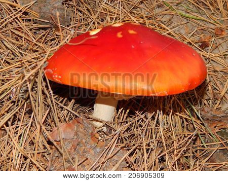 Picking mushrooms edible and not very in the woods